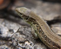 IMG_3070